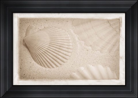 Framed White Shells and Sand Print