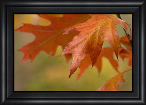 Framed Autumn American Oak Leaves Print