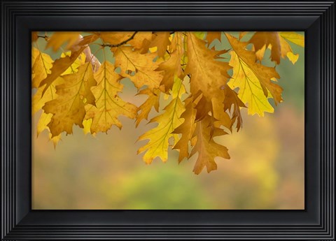 Framed Autumn Oak Leaves Print