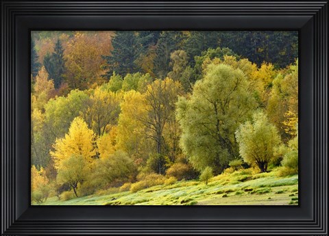 Framed Autumn Trees Print