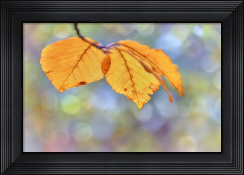 Framed Beech Leaves Print