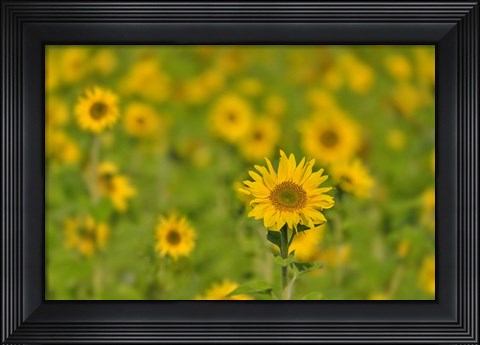Framed Sunflower Field Print