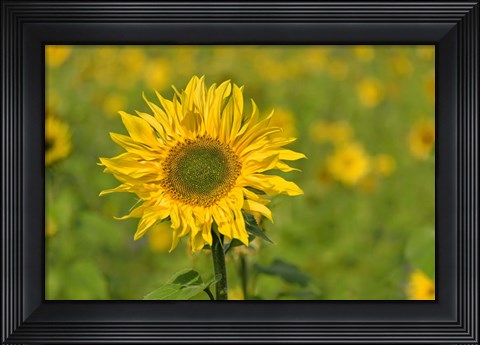 Framed Sunflower Print