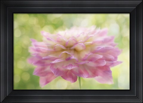 Framed Dahlia in Backlight Print
