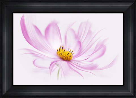 Framed Dancing Flower Cosmos Print