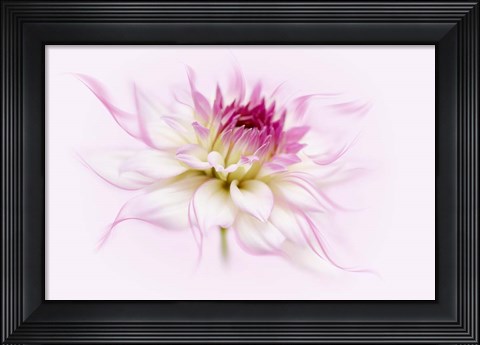 Framed Dancing Flower Dahlia Print
