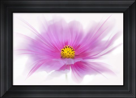Framed Dancing Flower Deep Pink Cosmos Print