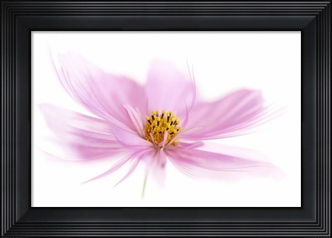 Framed Dancing Flower Pink Cosmos Print
