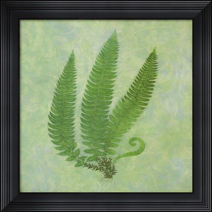 Framed Fern Series Vintage II Print