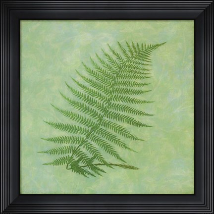Framed Fern Series Vintage III Print