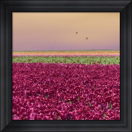 Framed Carmine Tulip Field Print