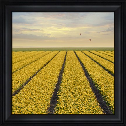 Framed Daffodil Fields Print