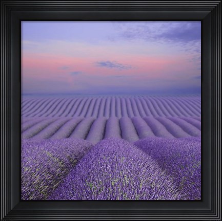 Framed Lavender Field at Dusk Print