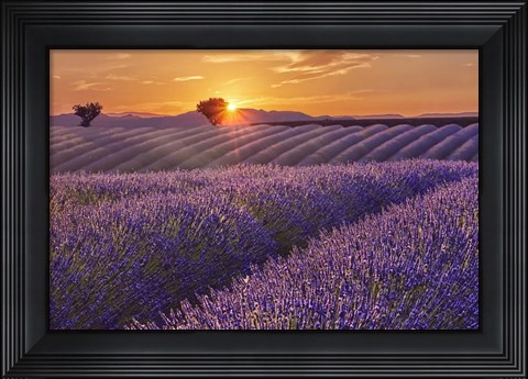 Framed Lavender Field at Sunset Print