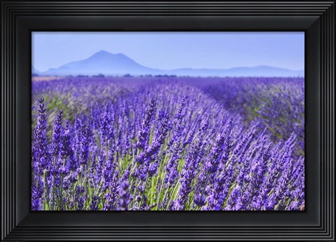 Framed Lavender Field Close Up Print