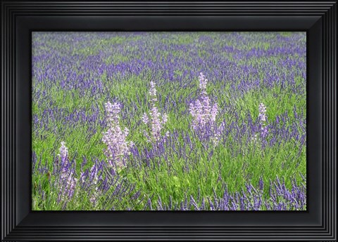 Framed Lavender Fields with Clary Sage Print