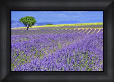 Framed Lavender Fields with Tree Print