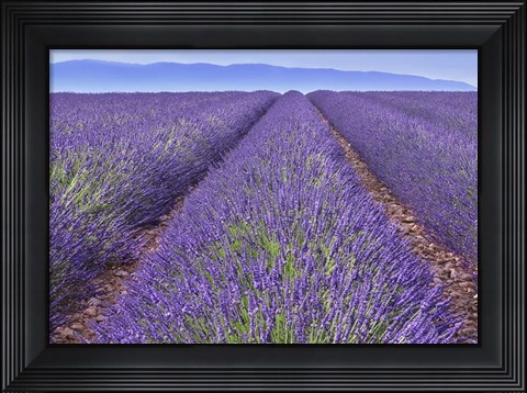 Framed Lavender Rows Print