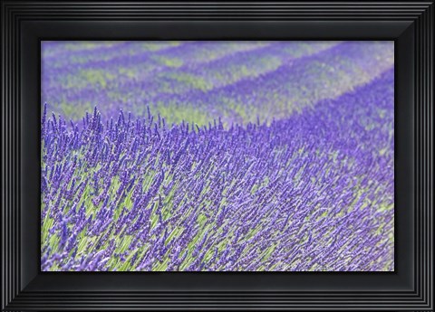 Framed Lavender Print