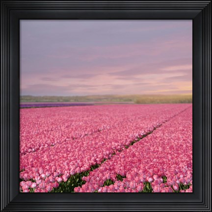 Framed Pink Tulip Fields Print