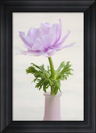 Framed Lilac Anemone Print