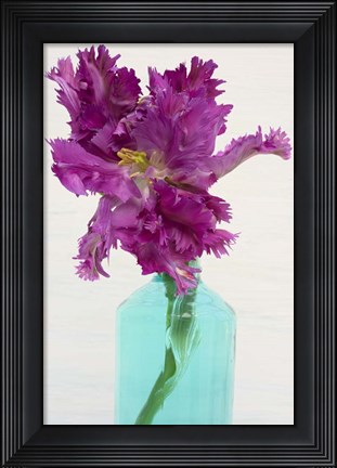Framed Purple Parrot Tulip Print