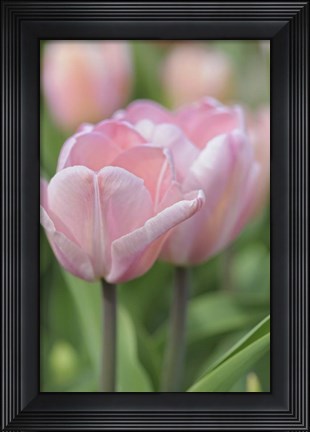 Framed Tulip Flower Baronesse Print