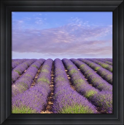 Framed Lavender Hill Print