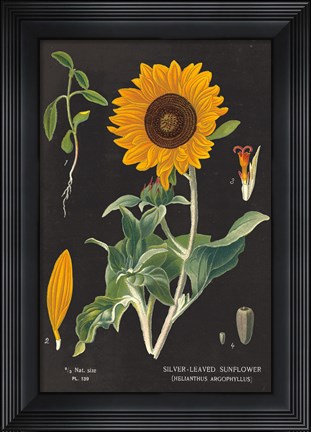 Framed Sunflower Chart Print