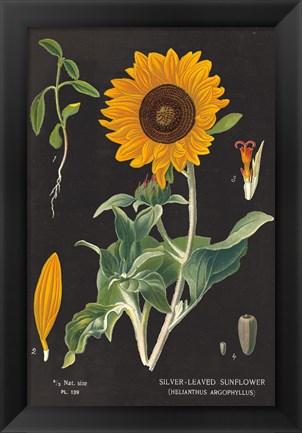 Framed Sunflower Chart Print