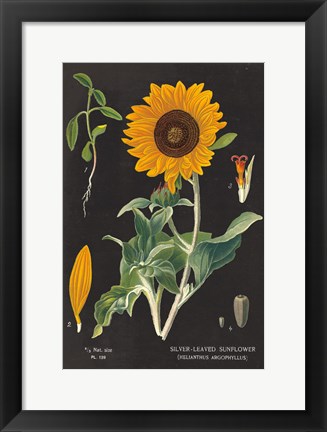 Framed Sunflower Chart Print