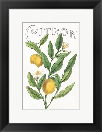 Framed Classic Citrus V v2 Print