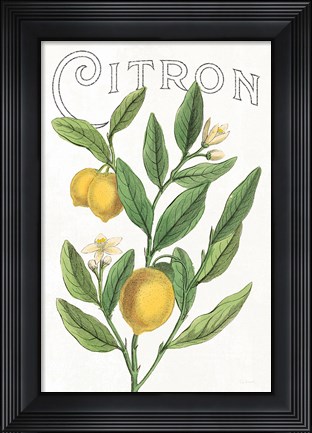 Framed Classic Citrus V v2 Print