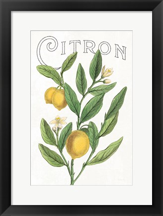 Framed Classic Citrus V v2 Print