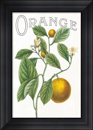 Framed Classic Citrus VI v2 Print