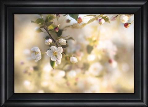 Framed Blush Blossoms I Pastel Print