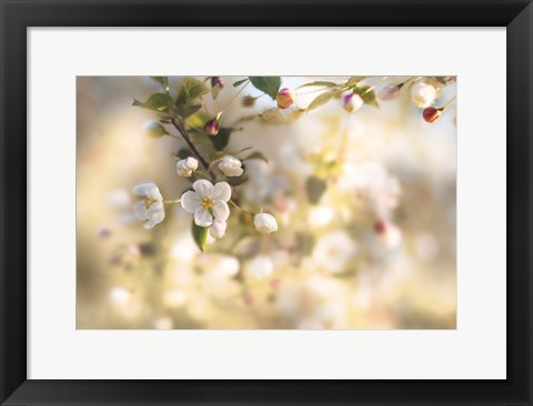 Framed Blush Blossoms I Pastel Print