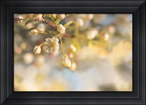 Framed Blush Blossoms II Pastel Print