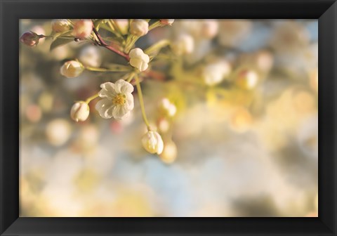 Framed Blush Blossoms II Pastel Print