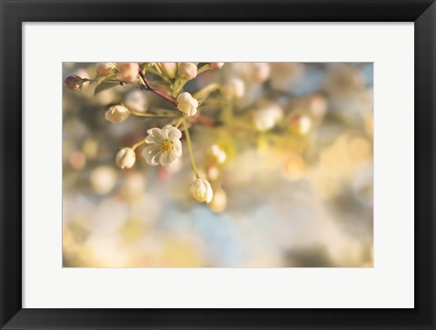 Framed Blush Blossoms II Pastel Print