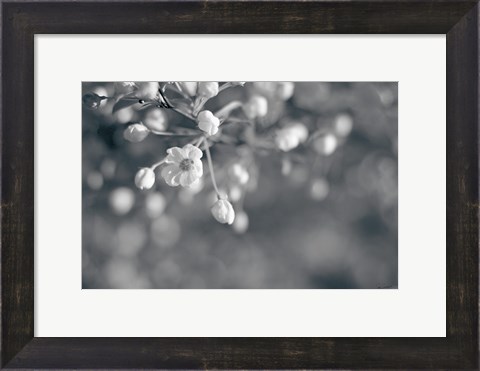 Framed Blush Blossoms II BW Print
