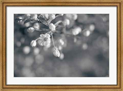 Framed Blush Blossoms II BW Print