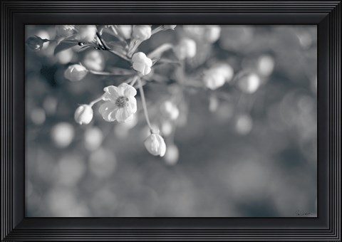 Framed Blush Blossoms II BW Print