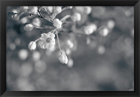 Framed Blush Blossoms II BW Print