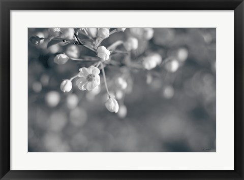 Framed Blush Blossoms II BW Print