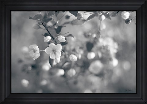 Framed Blush Blossoms I BW Print