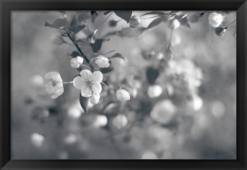 Framed Blush Blossoms I BW Print