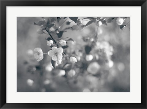 Framed Blush Blossoms I BW Print