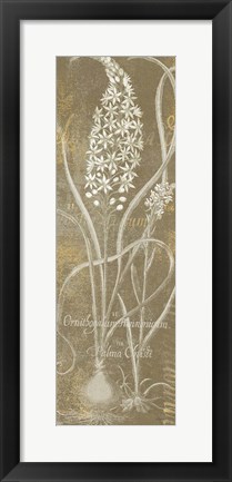 Framed Flower Lines III Print