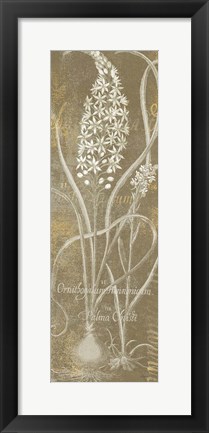 Framed Flower Lines III Print